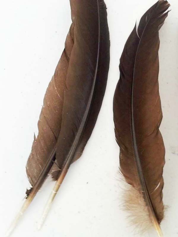 (image for) Brush Turkey Wing Feathers