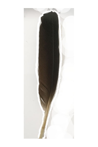 (image for) Straw Necked Ibis Secondary Wing Feather - Click Image to Close