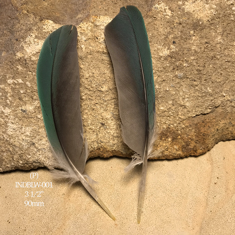 (image for) INDBLW-001 Indian Blue Secondary Wing Feathers