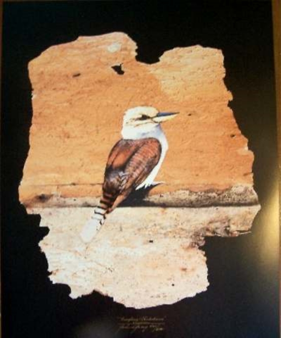 (image for) Laughing Kookaburra - Limited Edition
