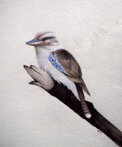 (image for) Blue Wing Kookaburra Original - SOLD