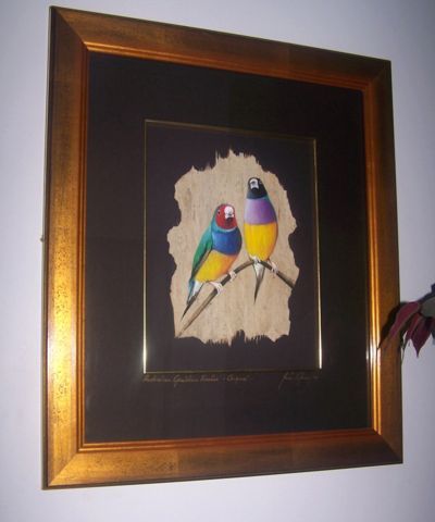 (image for) Original Gouldian Finch - SOLD - Click Image to Close