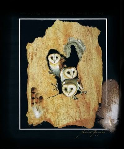 (image for) Baby Barn Owls Print, Feather & Signed - Click Image to Close
