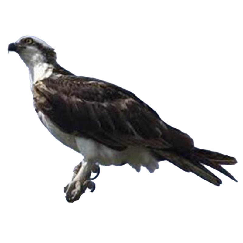(image for) Osprey