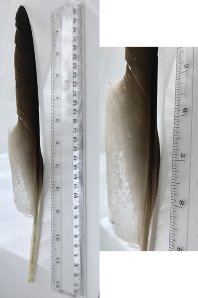 (image for) Osprey Primary Wing Feather A Grade
