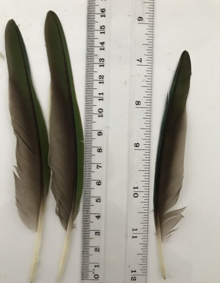 (image for) Red Winged Parrot Primary Wing Feathers - Click Image to Close