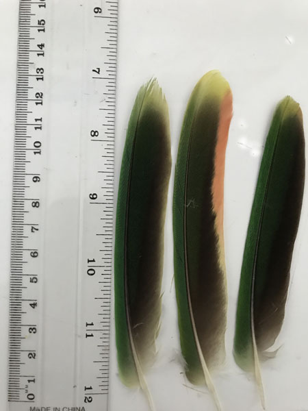 (image for) Red Winged Parrot Tail Feather