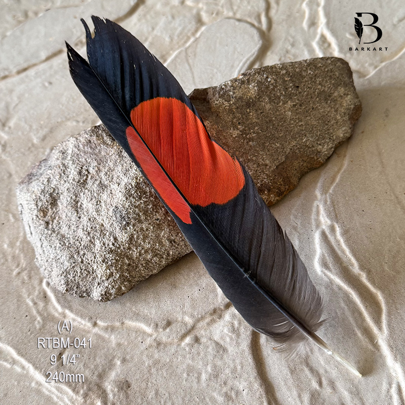 (image for) RTBM-041 Red Tailed Male Black Cockatoo Feather