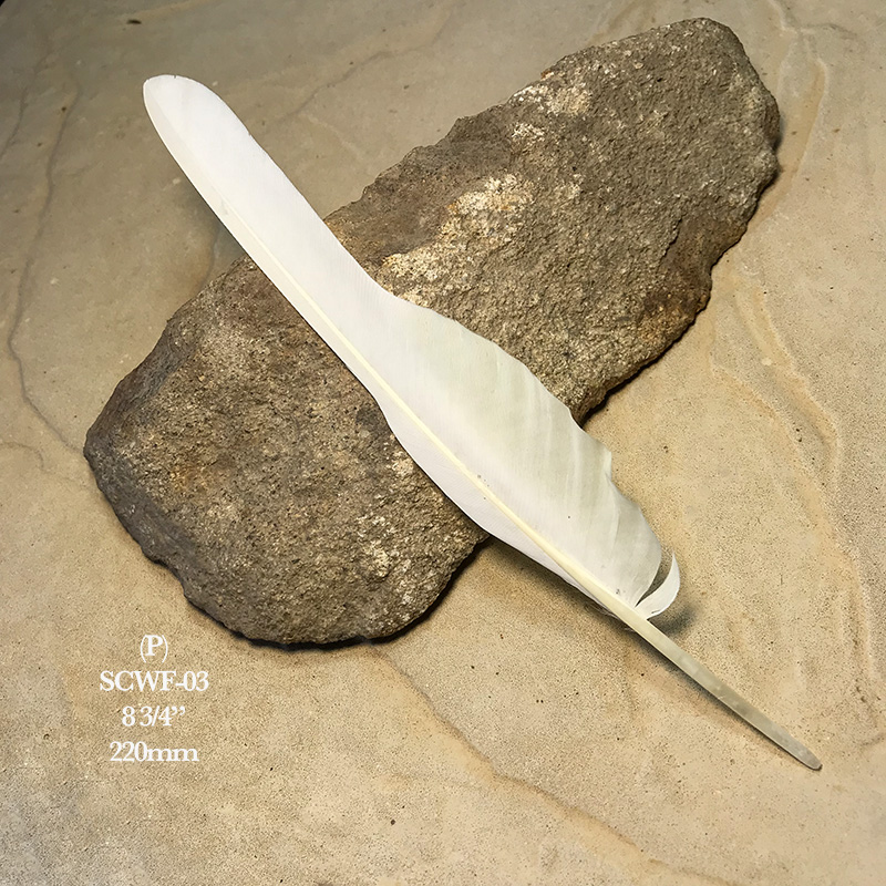 (image for) SCWF-03 Sulphur Crested Cockatoo Flight Wing Feather