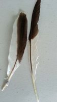 (image for) Laughing Kookaburra Feathers