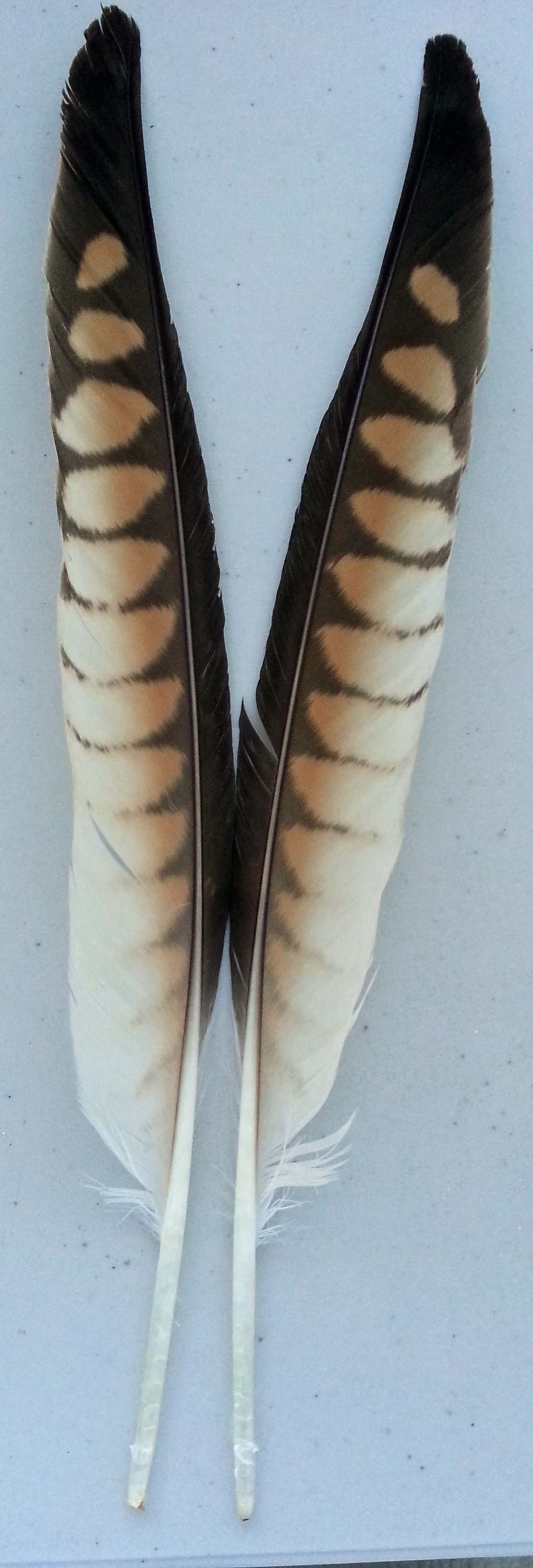 (image for) Goshawk Feathers