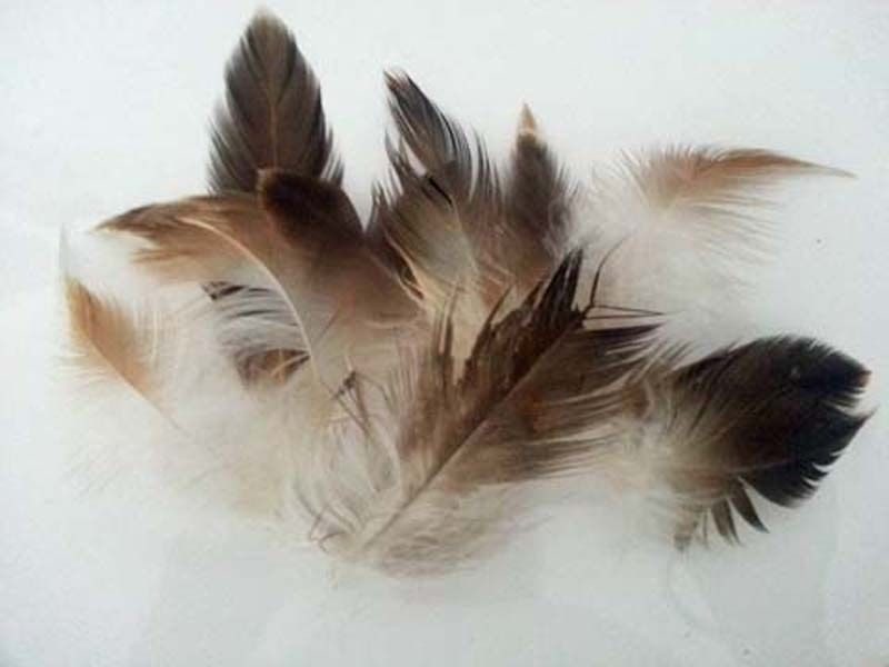 (image for) Beautiful. Feathers