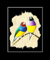 (image for) In My Gouldian Room