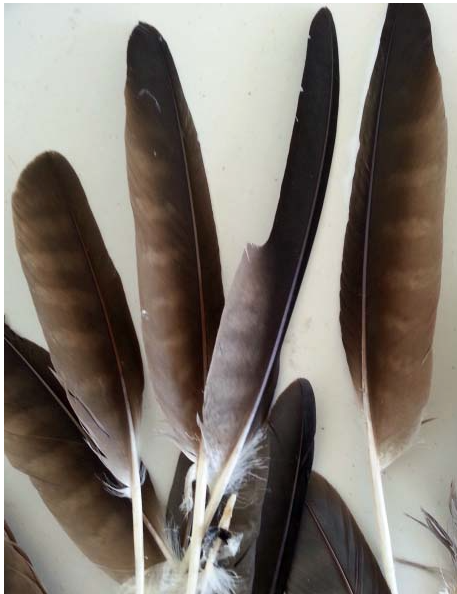 (image for) Harrier Feathers