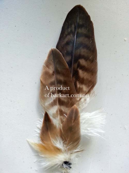 (image for) Wedged Tail Eagle RARE Blonde Arrangement