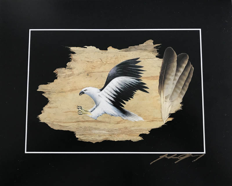 (image for) White Bellied Sea Eagle Print - Click Image to Close